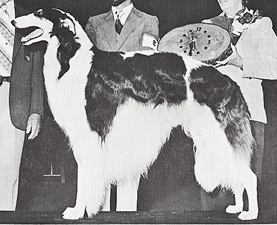 Top Conformation Borzoi 1980